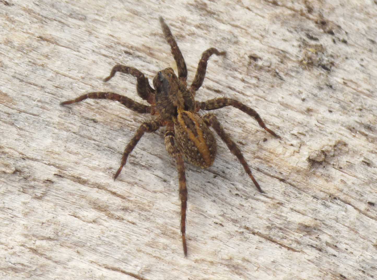 Alopecosa albofasciata